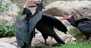 SIRIA: La guerra e l'ibis eremita. Intervista a Gianluca Serra