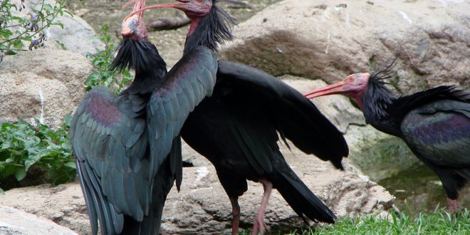SIRIA: La guerra e l'ibis eremita. Intervista a Gianluca Serra