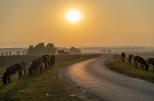 crisi climatica