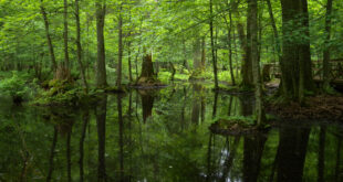 Polonia Foresta di Białowieża