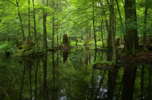 Polonia Foresta di Białowieża