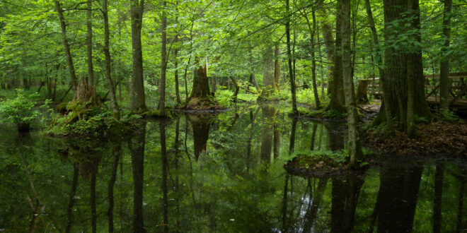 Polonia Foresta di Białowieża