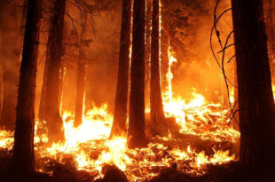 incendi siberia