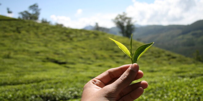 coltivazione di tè