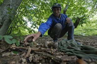Genocidio di Srebrenica