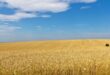 grano ucraino