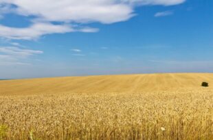 grano ucraino